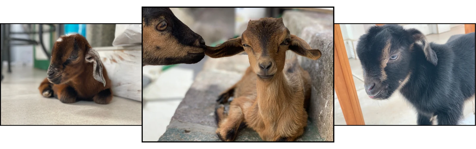 Three baby goats from The JOYful Farmette: a brown kid resting, a tan kid getting a nuzzle from its mother, and a black kid with tan markings