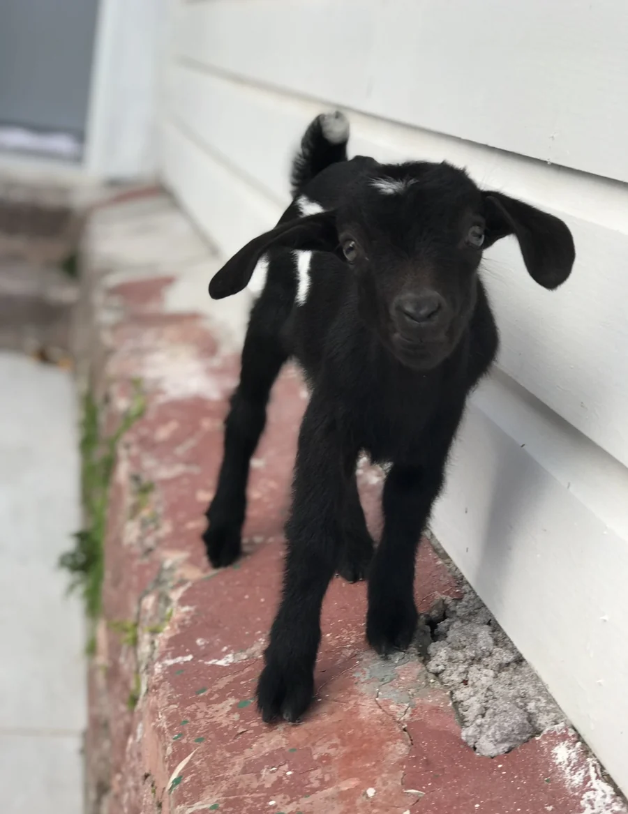 Baby Moo Baah, a tiny black goat with a white tail tip, standing on the cottage step