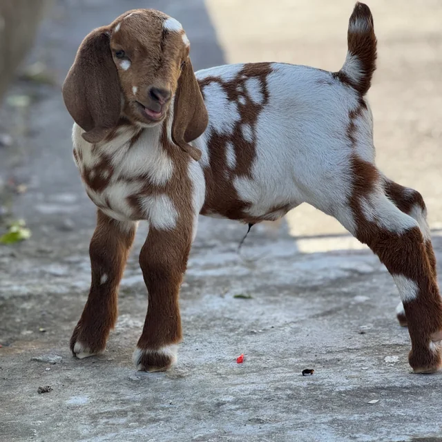 A brown and white spotted baby goat