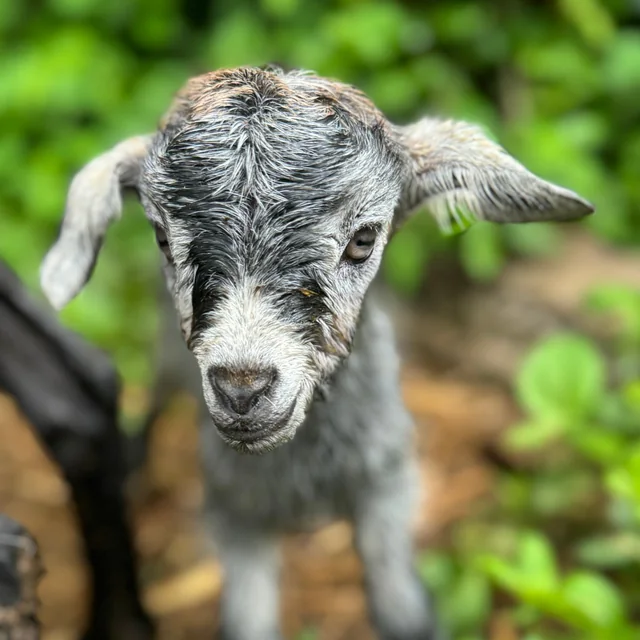 A fluffy grey and black newborn goat