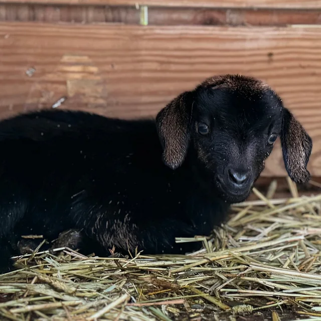 A black baby goat resting on straw