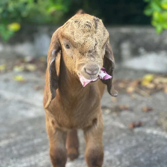 A tan baby goat nibbling a pink petal
