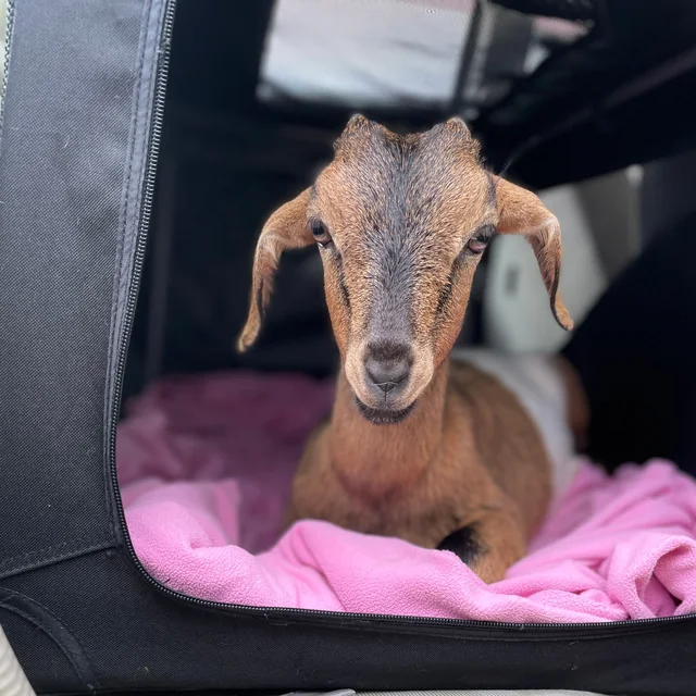 A young goat resting on a pink blanket in a travel crate