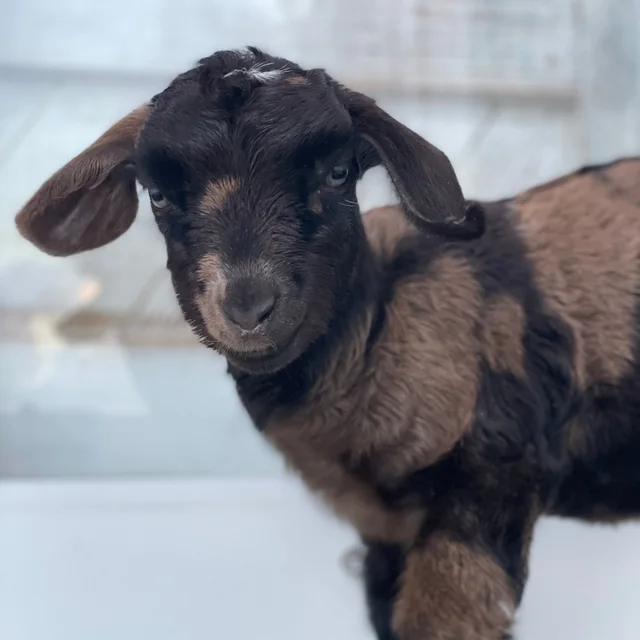 A black and brown baby goat with floppy ears
