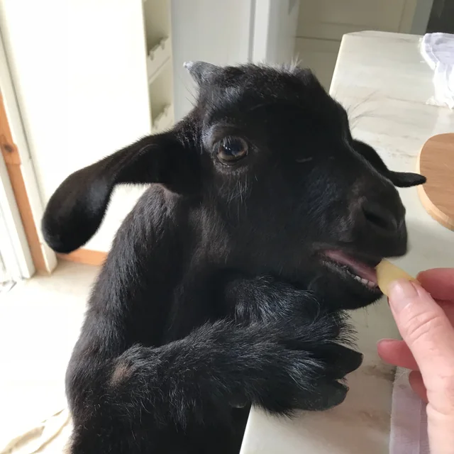 Baby Moo Baah with his hooves on the kitchen counter, taking a treat