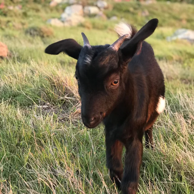 Young Moo Baah trotting through the grass