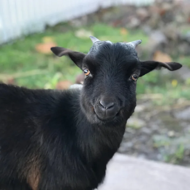 Moo Baah looking straight at the camera with a little smile