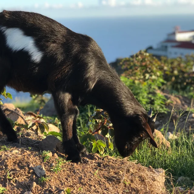 Moo Baah grazing on a hillside above the ocean