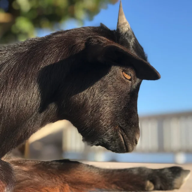 Moo Baah in profile against a blue sky