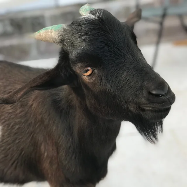 Grown-up Moo Baah with his beard and green-tipped horns
