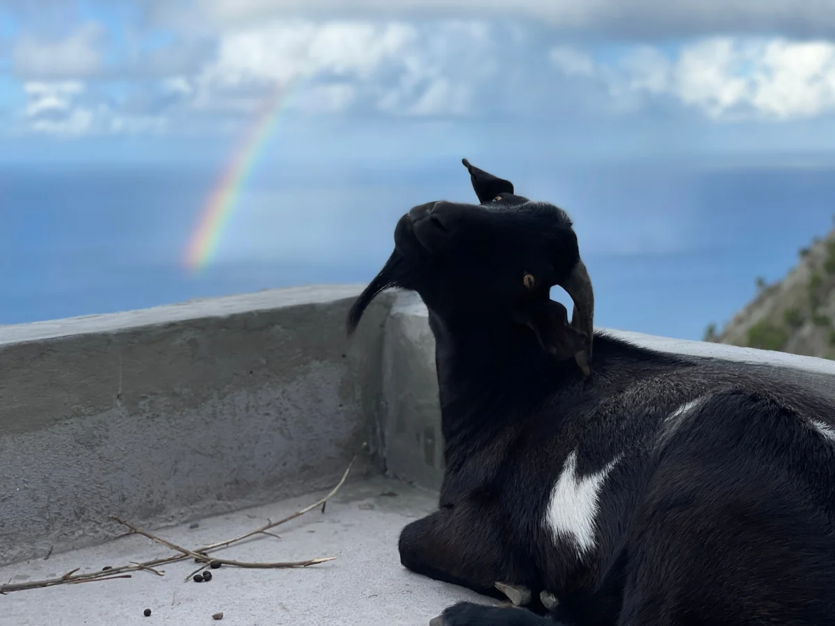 Grown-up Moo Baah, a black goat with horns and a white patch, resting on a wall above the ocean with a rainbow behind him