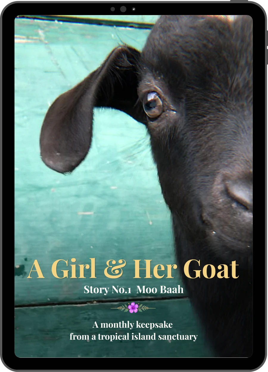 Story No.1 cover on an iPad: Moo Baah, a black baby goat, peeking in front of a teal door
